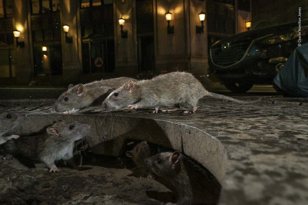 Alerta en Argentina: registran una muerte y 24 personas aisladas por Hantavirus