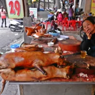 Corea del Sur invertirá 82 millones de dólares para cerrar industria de carne de perro
