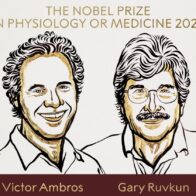 Nobel de Medicina para Ambros y Ruvkun