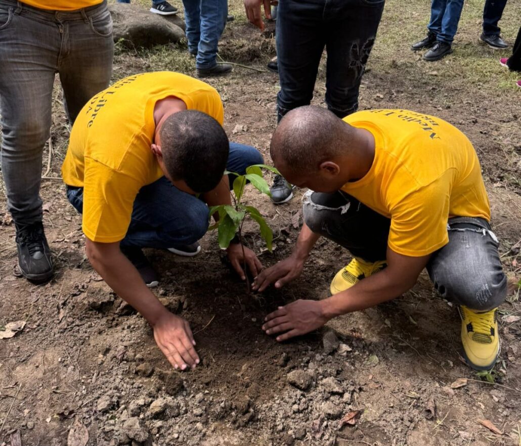 Reforestación
