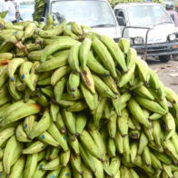 Ministro de Agricultura exhorta consumir más plátanos ante sobreproducción del rubro