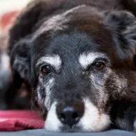 Diseñan algoritmo que puede calcular la edad biológica y esperanza de vida de los perros