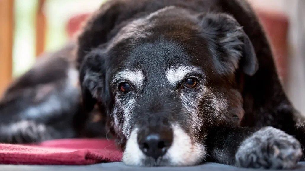 Diseñan algoritmo que puede calcular la edad biológica y esperanza de vida de los perros
