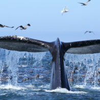 Medio Ambiente espera superar los 61 mil visitantes en próxima temporada de ballenas jorobadas