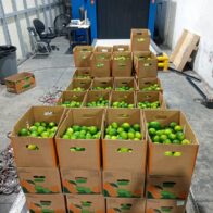 Nueva modalidad: Intervienen carga con 162 limones de cerámica rellenos de cocaína