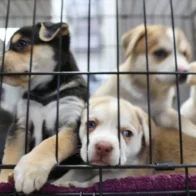 ¡Firulais, hoy es tu día! 28 de mayo: Día Mundial del Perro sin Raza