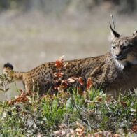 Día Internacional del Lince Ibérico