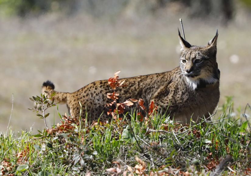 Día Internacional del Lince Ibérico