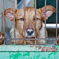 Día Internacional de los Derechos de los Animales: respeto y protección