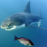 Fallece un hombre debido al ataque de un tiburón en el noreste de Australia