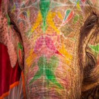 Al menos 23 heridos por el ataque de un elefante durante un festival en el sur de la India