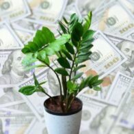 ¡La planta del dinero! Qué significado tiene y cómo cuidarla para que “no falte la abundancia”