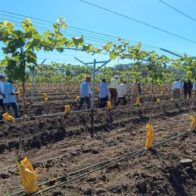 UFHEC impulsa innovación agrícola con plantación de uvas en San Juan