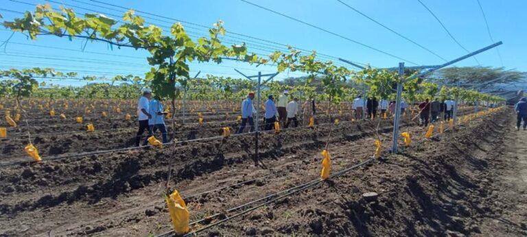 UFHEC impulsa innovación agrícola con plantación de uvas en San Juan