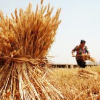Gobierno de Bolivia amplía importación libre de trigo para garantizar la producción de pan