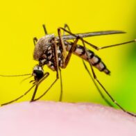 Dengue