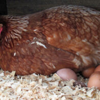 Escasez y altos precios de los huevos disparan la venta de gallinas en EEUU