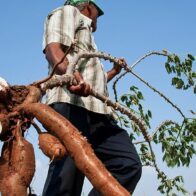 Productores de yuca amarga de Dajabón denuncian contrabando desde Haití los llevan a la quiebra