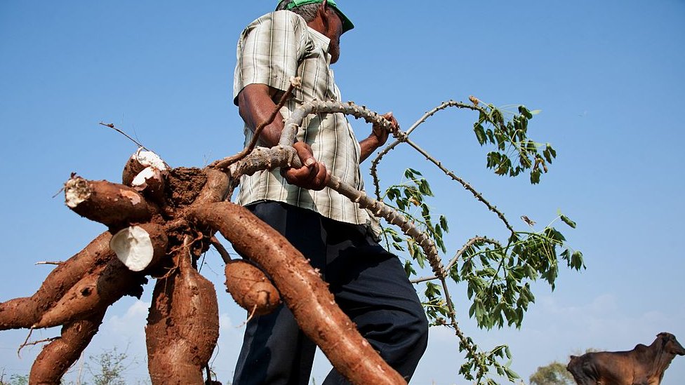 Productores de yuca amarga de Dajabón denuncian contrabando desde Haití los llevan a la quiebra