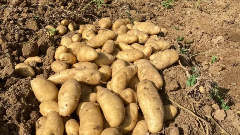 Agricultura descarta presencia de plaga de papas en finca de Constanza
