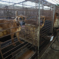 El 40 % de las granjas de carne de perro han cerrado tras ley para prohibir su consumo