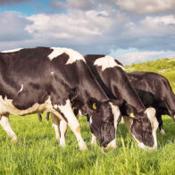 Denuncian robo de 26 vacas en un solo día sacude a ganaderos de Hato Mayor