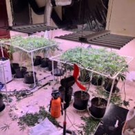 DNCD desmantela invernadero de marihuana en La Vega