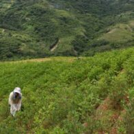 El aumento de cultivos de hojas de coca en áreas protegidas bolivianas preocupa a la UE