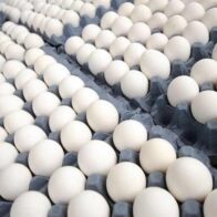 La industria avícola de República Dominicana asegura produce 350 millones de huevos mensuales