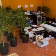 DNCD desmantela vivero de marihuana en una casa en La Vega