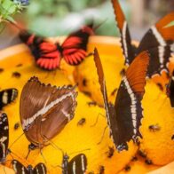 Arrestan en Costa Rica a un japonés que extrajo más de 200 mariposas de su hábitat