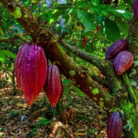 Cacao.