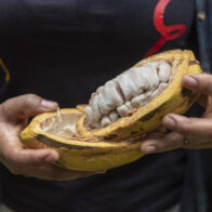 Cacao.