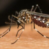 Venezuela confirma cinco casos del virus oropouche