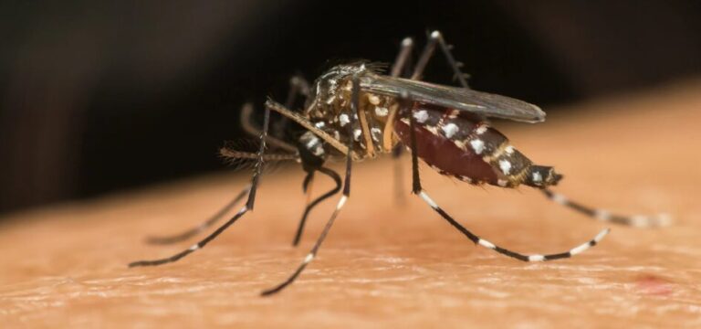 Venezuela confirma cinco casos del virus oropouche
