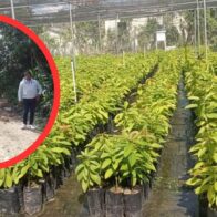 UTEPDA despeja caminos y siembra miles de tareas de café, aguacate y árboles