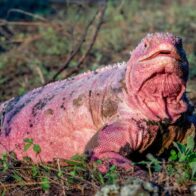 Recaban nuevos datos en Islas Galápagos para conservar la iguana rosada