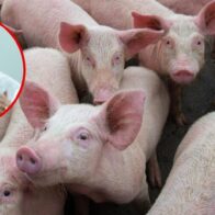 Ganadería recuerda no se puede movilizar cerdos sin certificación para frenar peste porcina