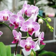 Llega la cuarta edición del Festival de las Orquídeas al Jardín Botánico de Santiago