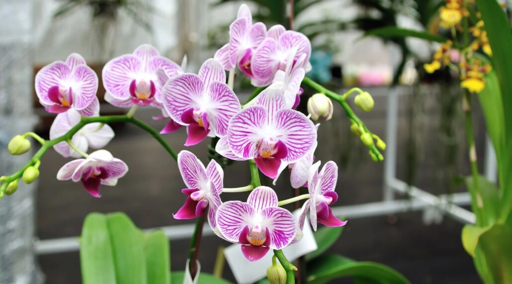 Llega la cuarta edición del Festival de las Orquídeas al Jardín Botánico de Santiago
