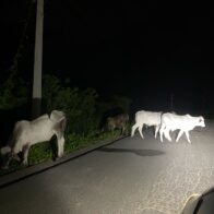 Residentes de San Antonio de Guerra denuncian presencia de animales en las vías durante la madrugada