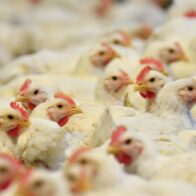 Brasil confirma el primer caso de gripe aviar de "alta patogenicidad" en granja comercial