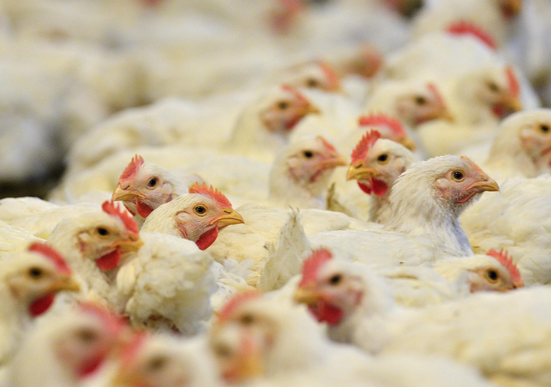 Brasil confirma el primer caso de gripe aviar de "alta patogenicidad" en granja comercial