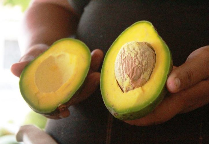 Aguacate Semil 34.