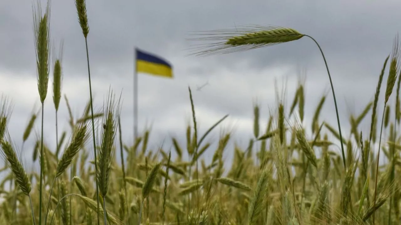 Agricultores españoles piden al Gobierno limitar la importación de cereal de Ucrania