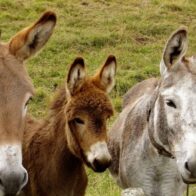 Día Mundial del Burro