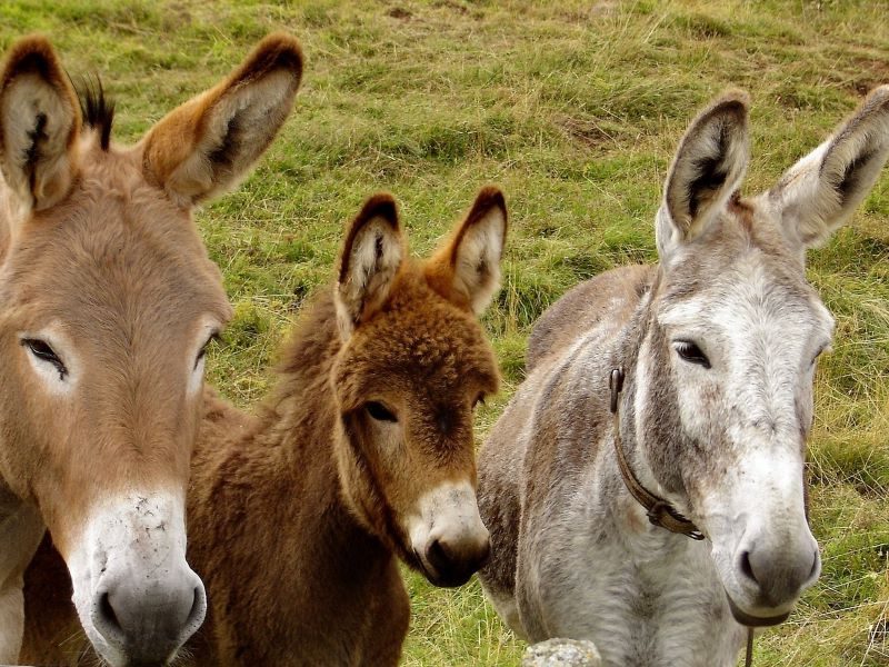 Día Mundial del Burro