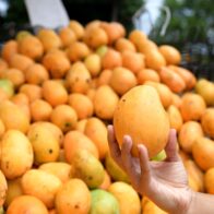 Anuncian Expomango 2025