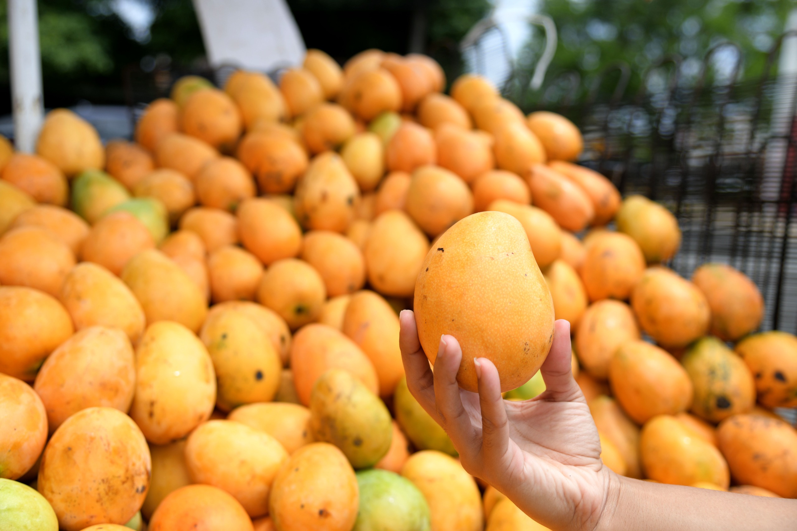 Anuncian Expomango 2025