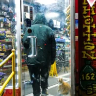 Los gatos de bodega podrían ser oficialmente reconocidos en Nueva York con nuevo proyecto de ley